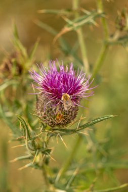 Yazın devedikeni çiçeğinin üzerindeki siyah yaban arısı.