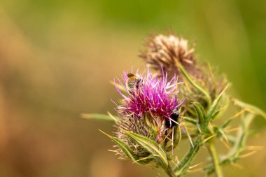 Yazın devedikeni çiçeğinin üzerindeki siyah yaban arısı.