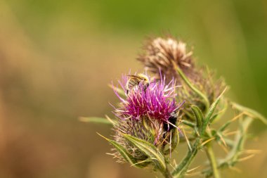 Yazın devedikeni çiçeğinin üzerindeki siyah yaban arısı.