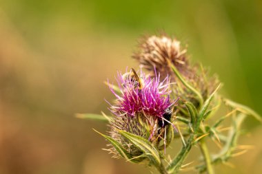 Yazın devedikeni çiçeğinin üzerindeki siyah yaban arısı.