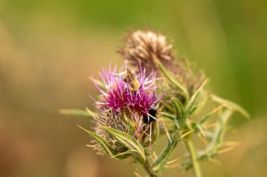 Yazın devedikeni çiçeğinin üzerindeki siyah yaban arısı.