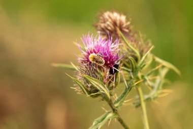 Yazın devedikeni çiçeğinin üzerindeki siyah yaban arısı.