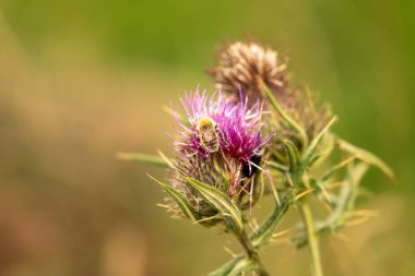 Yazın devedikeni çiçeğinin üzerindeki siyah yaban arısı.