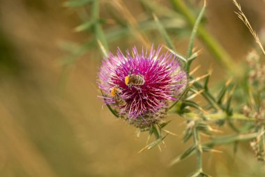 Yazın devedikeni çiçeğinin üzerindeki siyah yaban arısı.