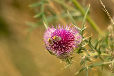 Yazın devedikeni çiçeğinin üzerindeki siyah yaban arısı.