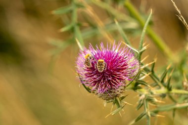 Yazın devedikeni çiçeğinin üzerindeki siyah yaban arısı.