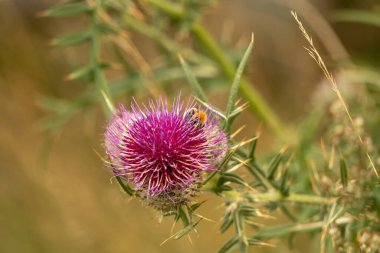 Yazın devedikeni çiçeğinin üzerindeki siyah yaban arısı.