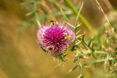 Yazın devedikeni çiçeğinin üzerindeki siyah yaban arısı.