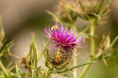 Yazın devedikeni çiçeğinin üzerindeki siyah yaban arısı.