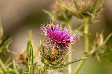 Yazın devedikeni çiçeğinin üzerindeki siyah yaban arısı.