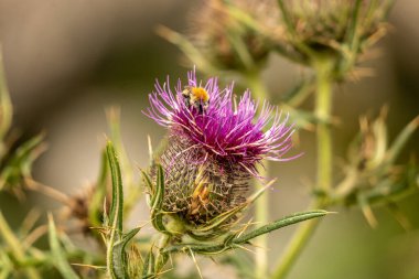 Yazın devedikeni çiçeğinin üzerindeki siyah yaban arısı.