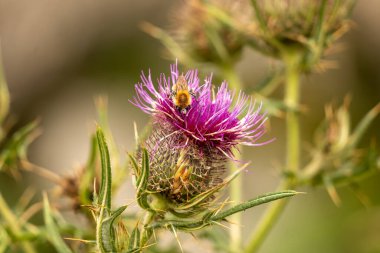 Yazın devedikeni çiçeğinin üzerindeki siyah yaban arısı.