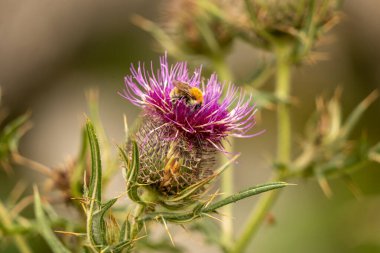 Yazın devedikeni çiçeğinin üzerindeki siyah yaban arısı.