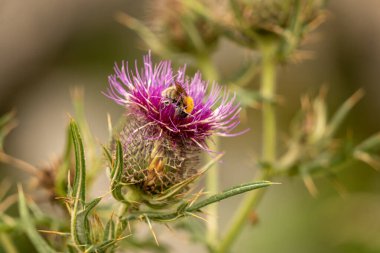 Yazın devedikeni çiçeğinin üzerindeki siyah yaban arısı.
