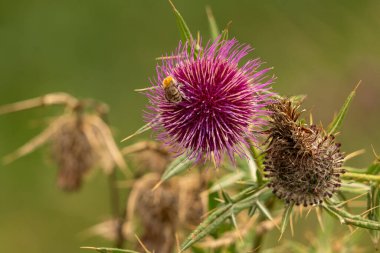 Yazın devedikeni çiçeğinin üzerindeki siyah yaban arısı.