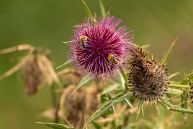 Yazın devedikeni çiçeğinin üzerindeki siyah yaban arısı.
