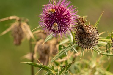 Yazın devedikeni çiçeğinin üzerindeki siyah yaban arısı.