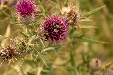 Yazın devedikeni çiçeğinin üzerindeki siyah yaban arısı.