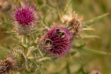 Yazın devedikeni çiçeğinin üzerindeki siyah yaban arısı.