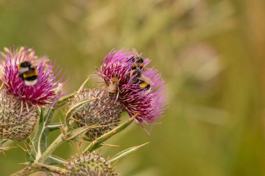 Yazın devedikeni çiçeğinin üzerindeki siyah yaban arısı.
