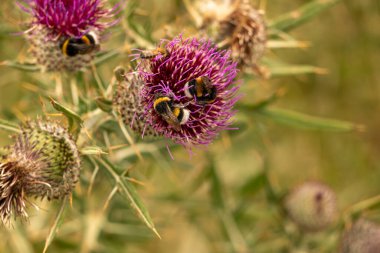 Yazın devedikeni çiçeğinin üzerindeki siyah yaban arısı.
