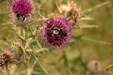 Yazın devedikeni çiçeğinin üzerindeki siyah yaban arısı.