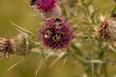 Yazın devedikeni çiçeğinin üzerindeki siyah yaban arısı.
