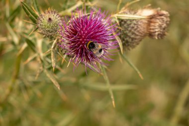 Yazın devedikeni çiçeğinin üzerindeki siyah yaban arısı.