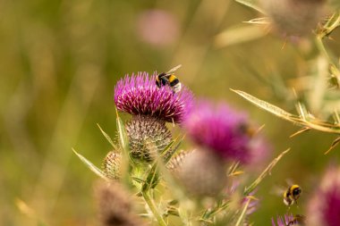 Yazın devedikeni çiçeğinin üzerindeki siyah yaban arısı.