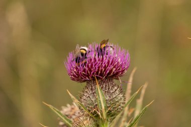 Yazın devedikeni çiçeğinin üzerindeki siyah yaban arısı.