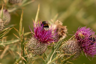 Yazın devedikeni çiçeğinin üzerindeki siyah yaban arısı.
