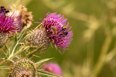 Yazın devedikeni çiçeğinin üzerindeki siyah yaban arısı.
