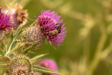 Yazın devedikeni çiçeğinin üzerindeki siyah yaban arısı.