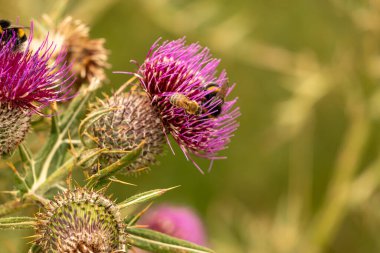 Yazın devedikeni çiçeğinin üzerindeki siyah yaban arısı.