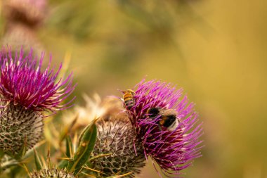 Yazın devedikeni çiçeğinin üzerindeki siyah yaban arısı.