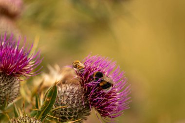 Yazın devedikeni çiçeğinin üzerindeki siyah yaban arısı.