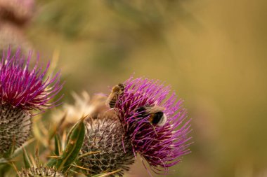 Yazın devedikeni çiçeğinin üzerindeki siyah yaban arısı.