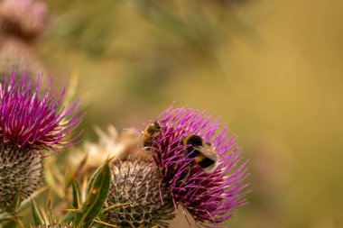 Yazın devedikeni çiçeğinin üzerindeki siyah yaban arısı.