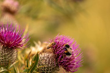 Yazın devedikeni çiçeğinin üzerindeki siyah yaban arısı.