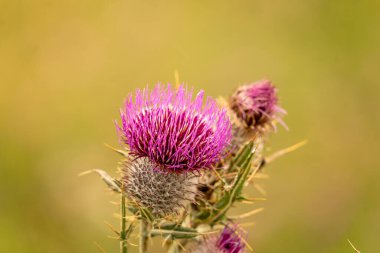 Yazın devedikeni çiçeğinin üzerindeki siyah yaban arısı.