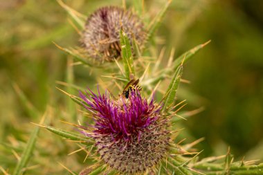 Yazın devedikeni çiçeğinin üzerindeki siyah yaban arısı.