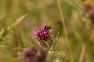 Yazın devedikeni çiçeğinin üzerindeki siyah yaban arısı.