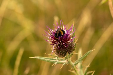 Yazın devedikeni çiçeğinin üzerindeki siyah yaban arısı.
