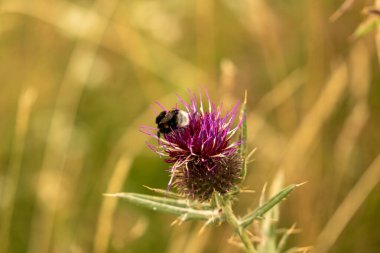 Yazın devedikeni çiçeğinin üzerindeki siyah yaban arısı.