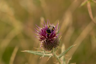 Yazın devedikeni çiçeğinin üzerindeki siyah yaban arısı.
