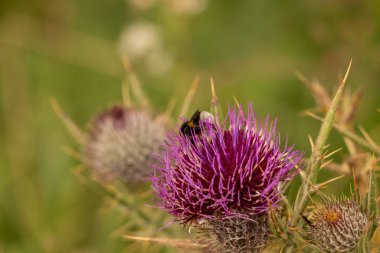 Yazın devedikeni çiçeğinin üzerindeki siyah yaban arısı.