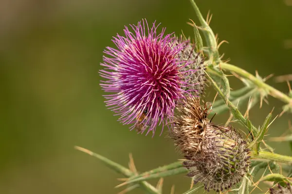 Yazın devedikeni çiçeğinin üzerindeki siyah yaban arısı.