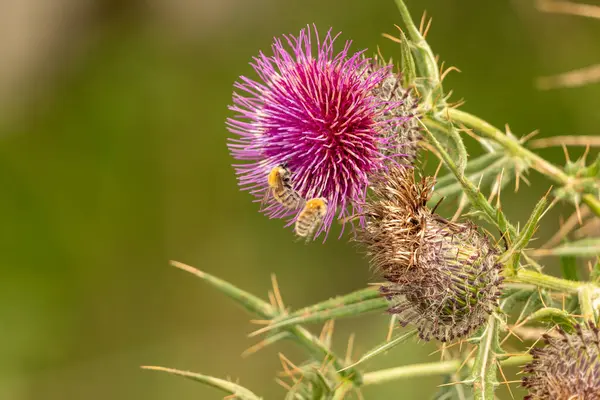 Yazın devedikeni çiçeğinin üzerindeki siyah yaban arısı.
