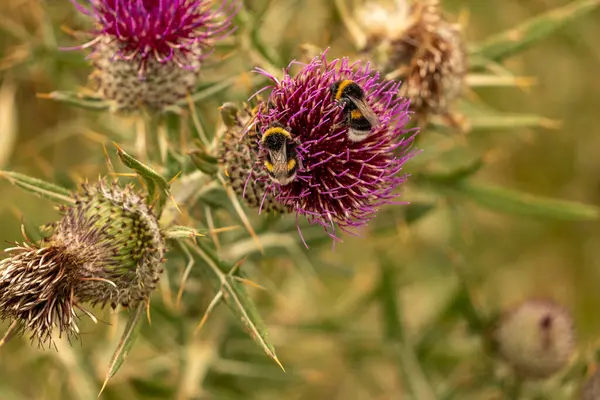 Yazın devedikeni çiçeğinin üzerindeki siyah yaban arısı.