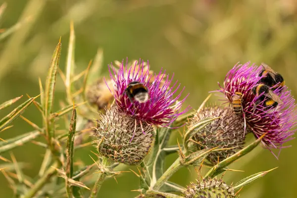Yazın devedikeni çiçeğinin üzerindeki siyah yaban arısı.
